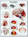 Human Brain: 3B Scientific