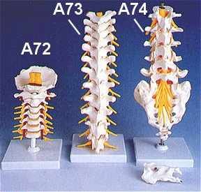3B Spinal Series