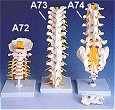 Autonomic Nervous System: Chart