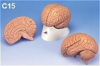 C15 Lecture-Grade Model from 3B Scientific