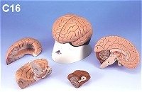 C16 Lecture-Grade Model from 3B Scientific