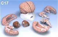 C17 8-Part Lecture-Grade Model