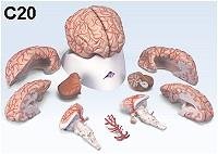 BS20 Brain Model