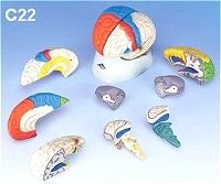 C22 Neuroanatomical Brain Model
