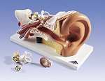 Ear Model E10