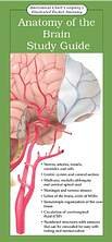 Pocket Anatomy The Brain
