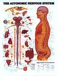 Autonomic Nervous System: Chart