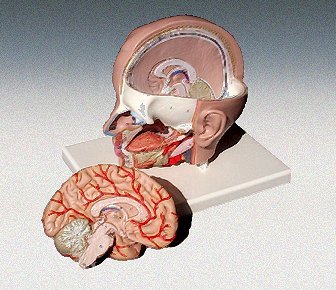 3B Scientific C10 Head and Brain Model