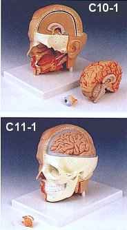 C10-1 / C11-1 Head Models