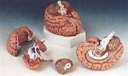 C16 Brain Model