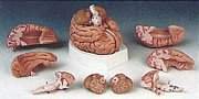 C17 Brain Model