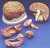 C20-C Economy Brain Model 8-Part