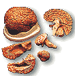 Human Brain Models