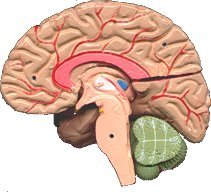 C20  Brain Model Sagittal View