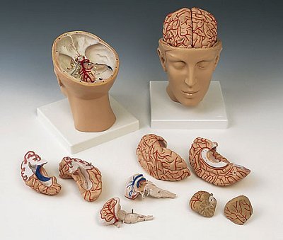 C25 Lecture-Grade  Basal Skull and Brain Model; 3B SCientific