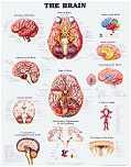 The Brain: Chart