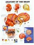 Anatomy of the Brain: Chart