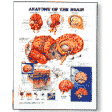 Anatomical Charts