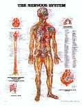 Nervous System: Chart