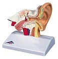 Budget Ear Model E12