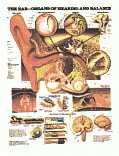 Ear: Chart