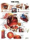 Eye: Chart