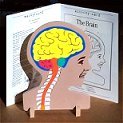 K8 Brain Model