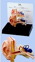Budget Ear G225