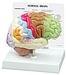Lecture Grade Brain Models