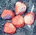 Giant Brain Gummies - Brain Candy