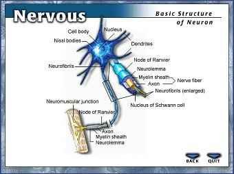 Neuron