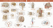 Netter CNS Chart Series