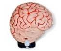 Walking Brain